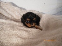 de la Plume du Cheyenne - Cavalier King Charles Spaniel - Portée née le 14/08/2017