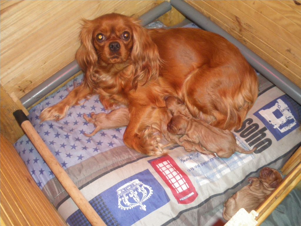 de la Plume du Cheyenne - Cavalier King Charles Spaniel - Portée née le 28/10/2018