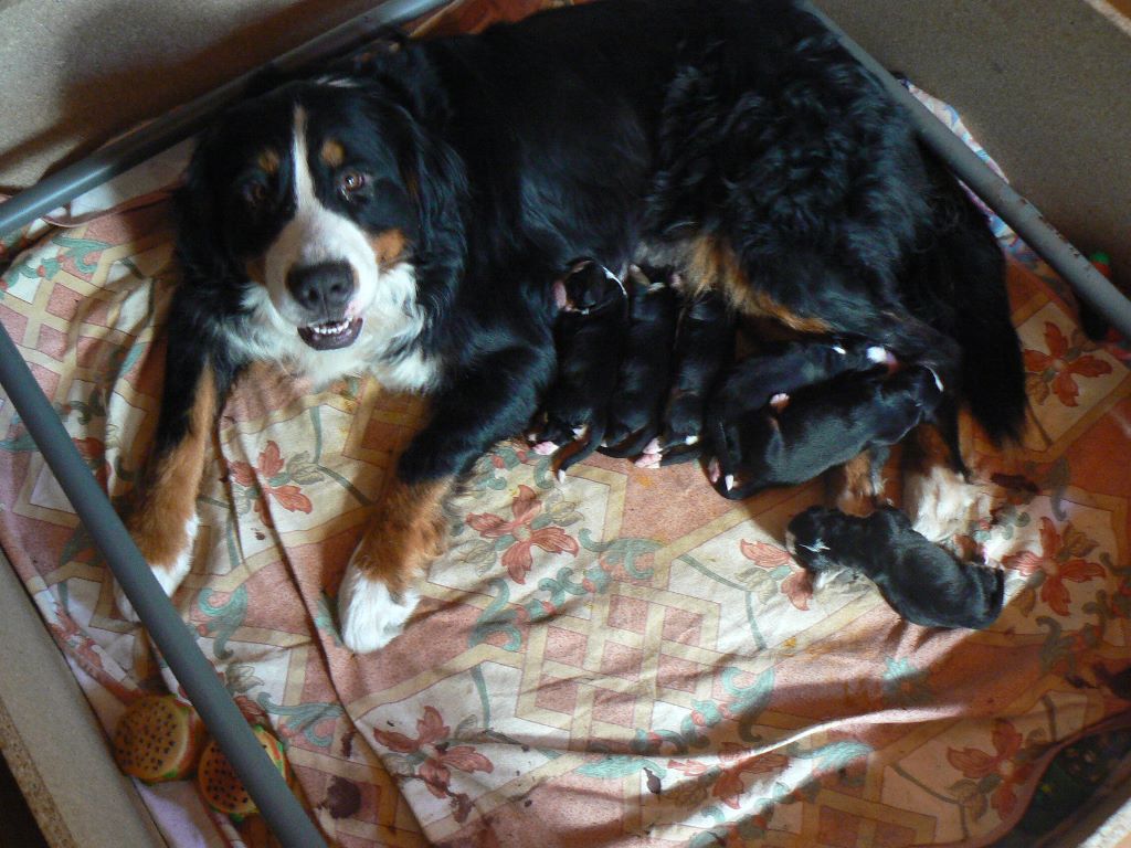 Les bébés de Ginger née en avril 2014