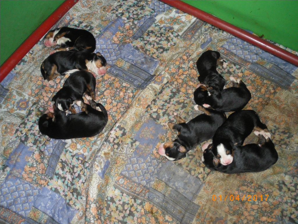 Bébés Jennah fin mars 2017 (9 boubous)