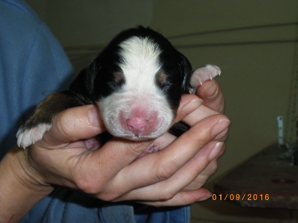 lES BEBES DE JENNAH née en septembre 2016 (2 bebes)
